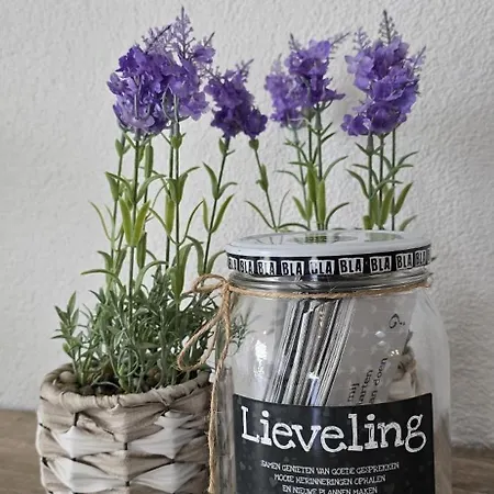 Lavendel Herkingen